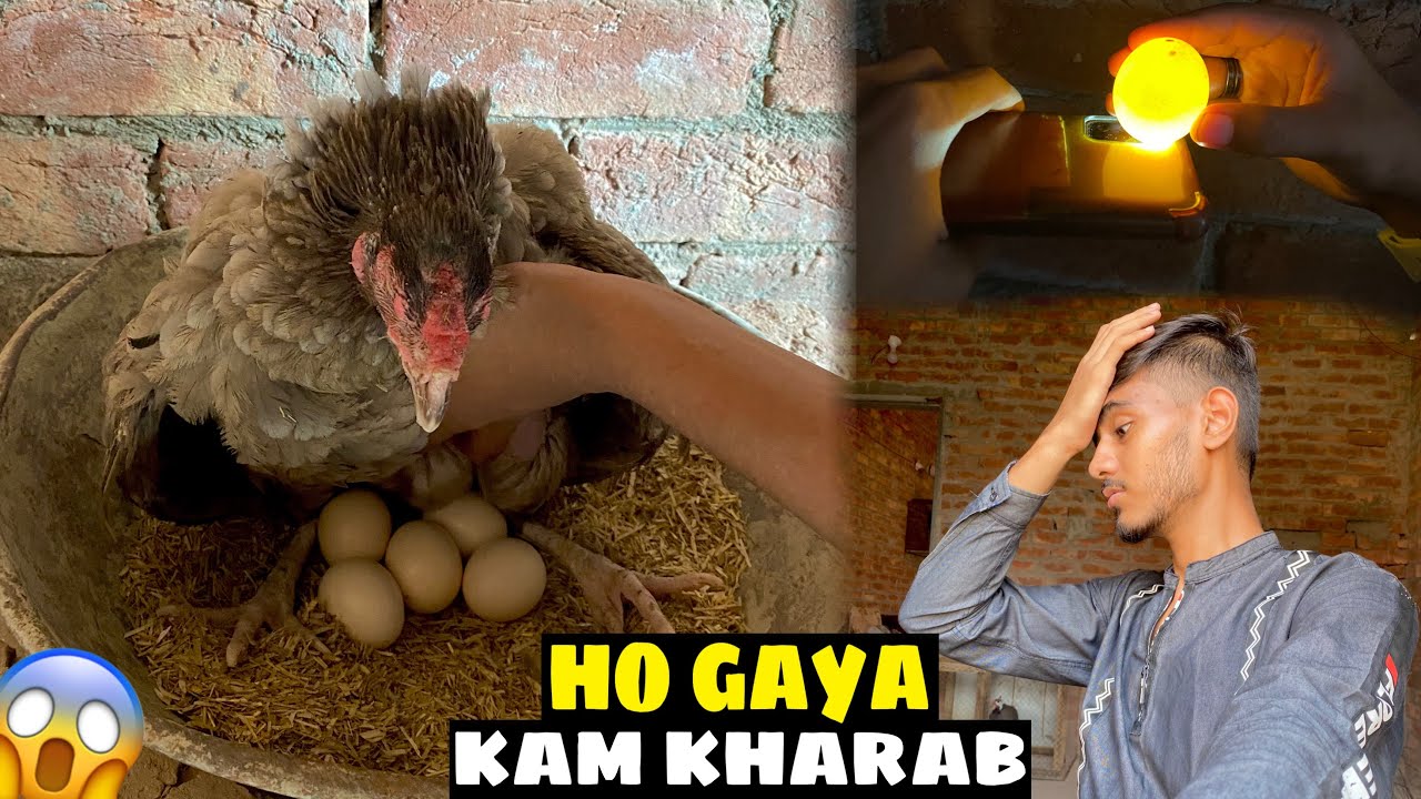 Egg Candling 🥚 Ho Gaya Kam Kharab 😱