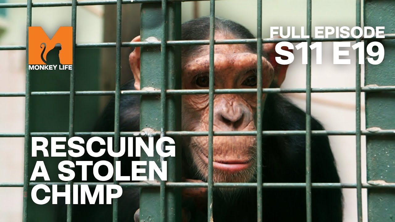 This Wild Chimp Was Stolen | Season 11 Episode 19 | Full Episode | Monkey Life