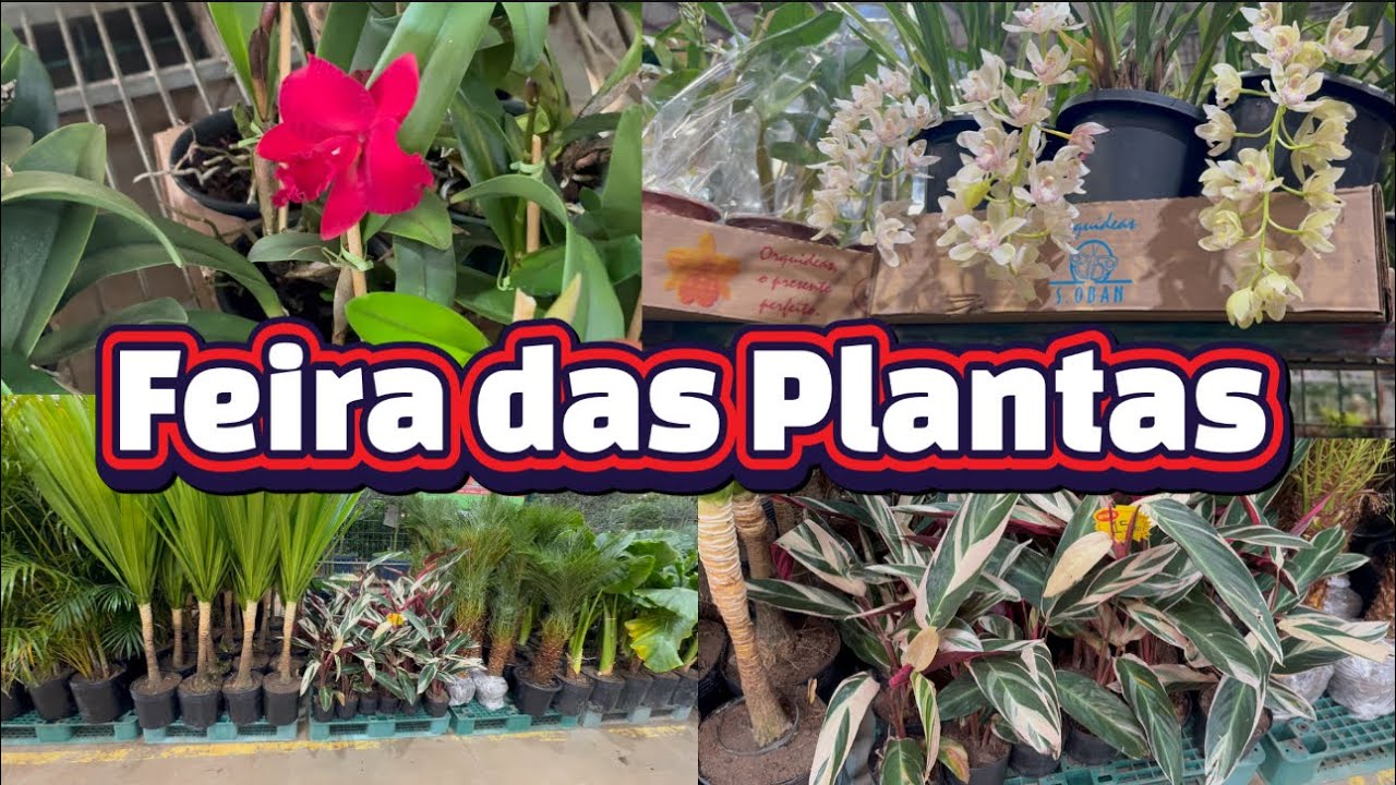 O Melhor dia Pra Comprar Plantas em Holambra!