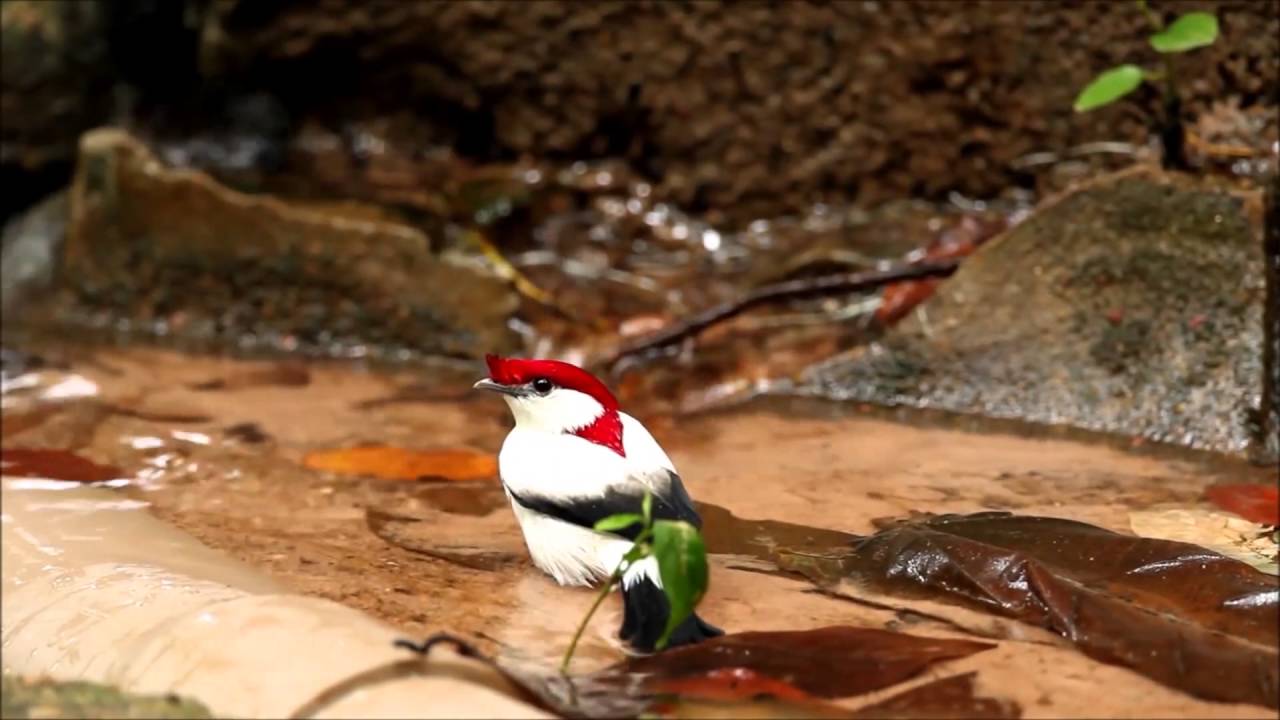Araripe Manakin