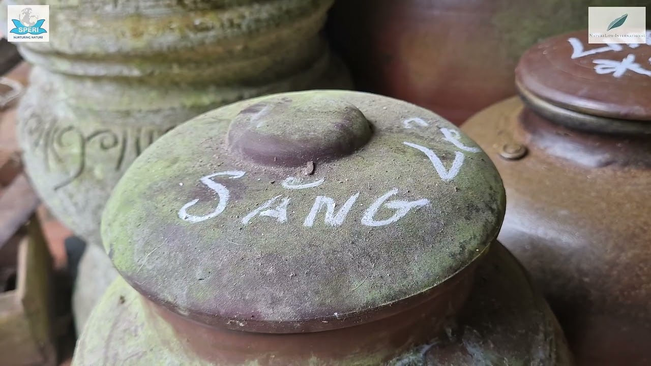 Forest restoration using Săng lẻ (Lagersiroemia Calyculata Kurz) - Phục hồi rừng bằng cây Sáng lẻ