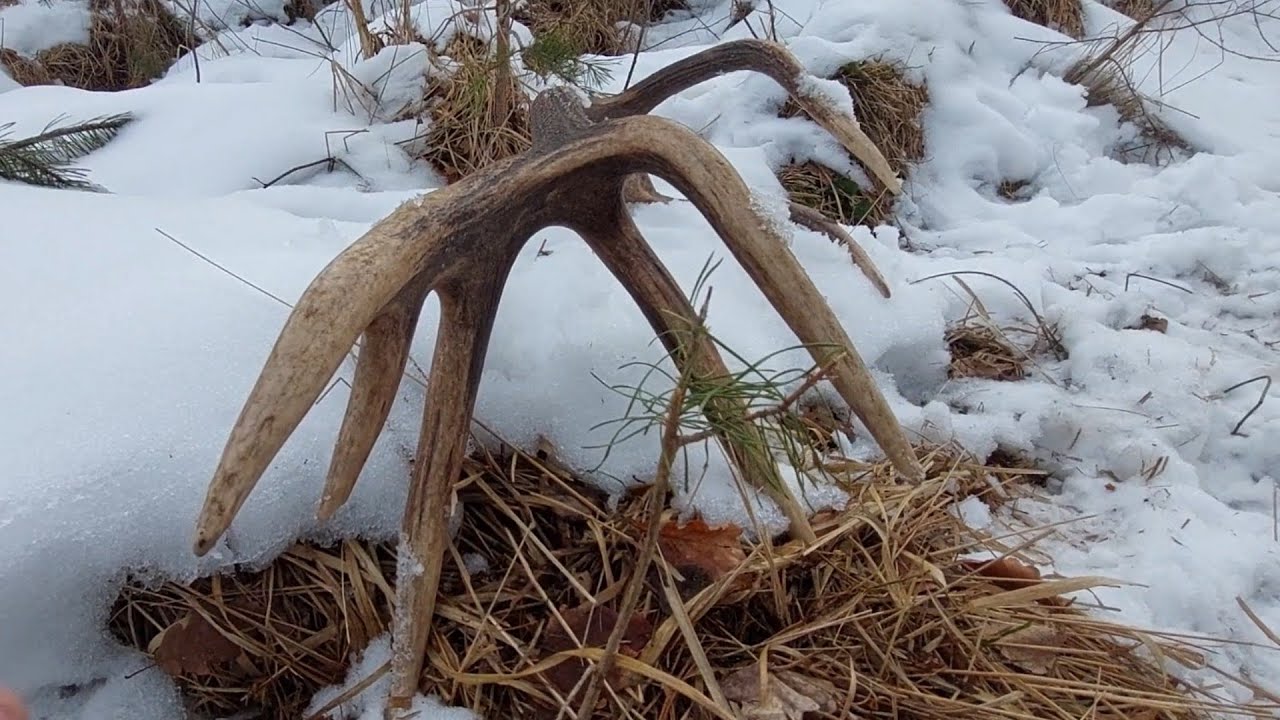 Zrzuty jeleni 2026 Wydeptana tyka do pary🦌 czternastak w komplecie