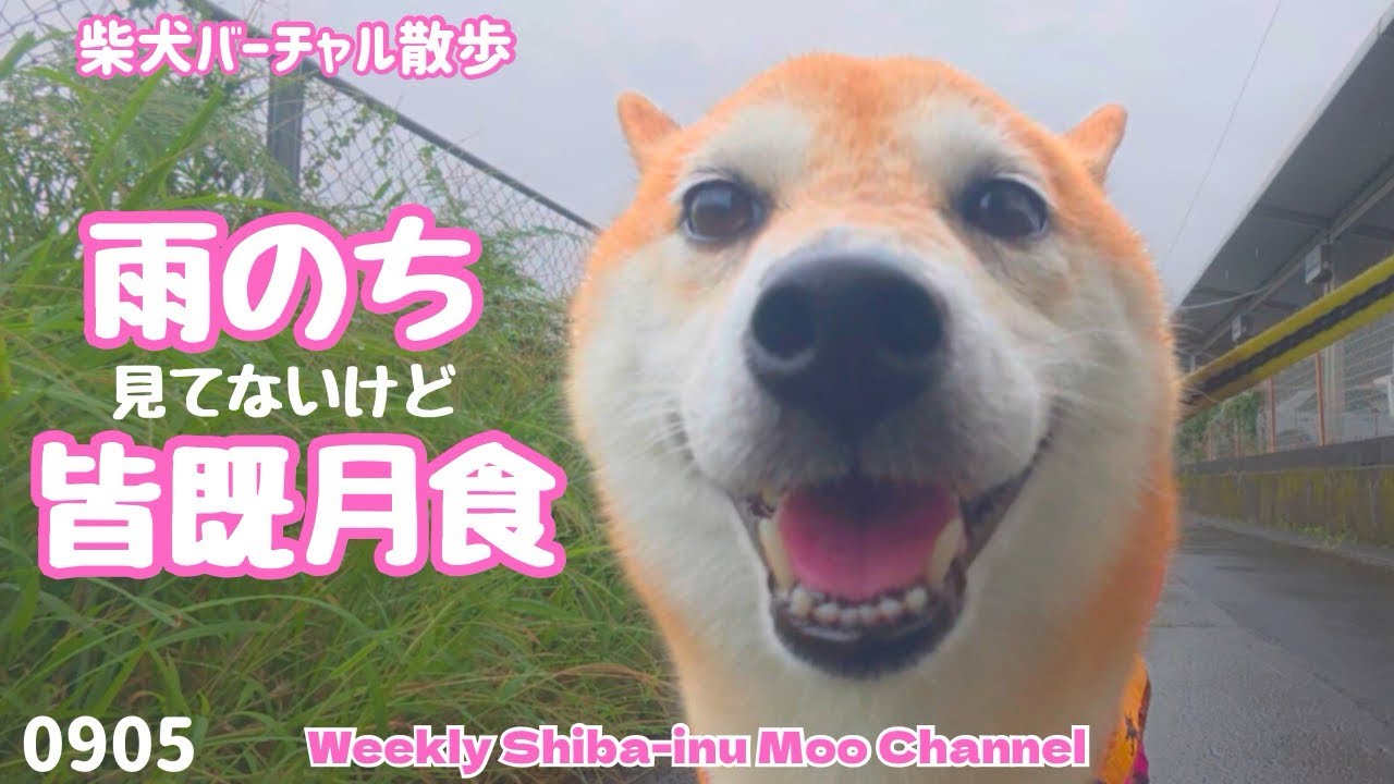【柴犬】雨のち皆既月食（見てないけど） #208