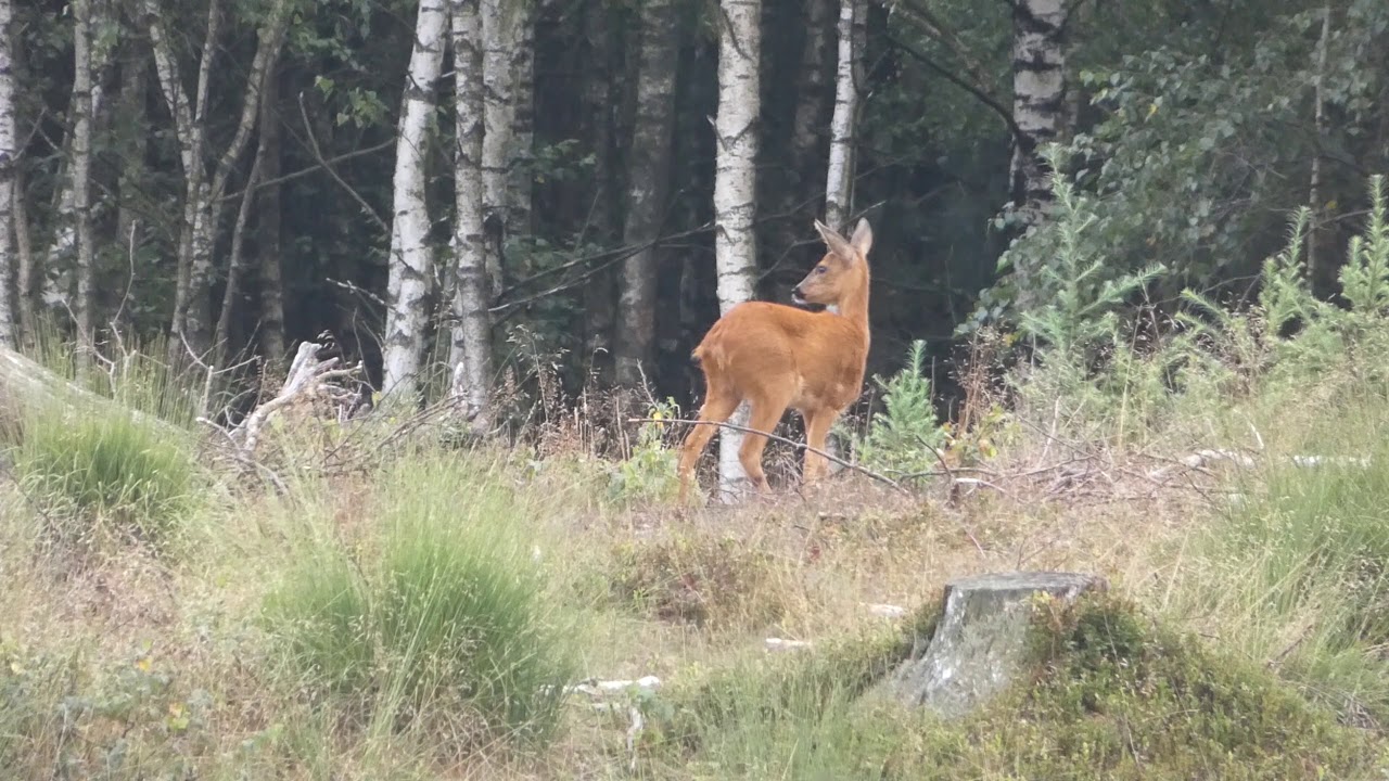 Natuurvideo - Ree&euml;n op Oud-Reemst