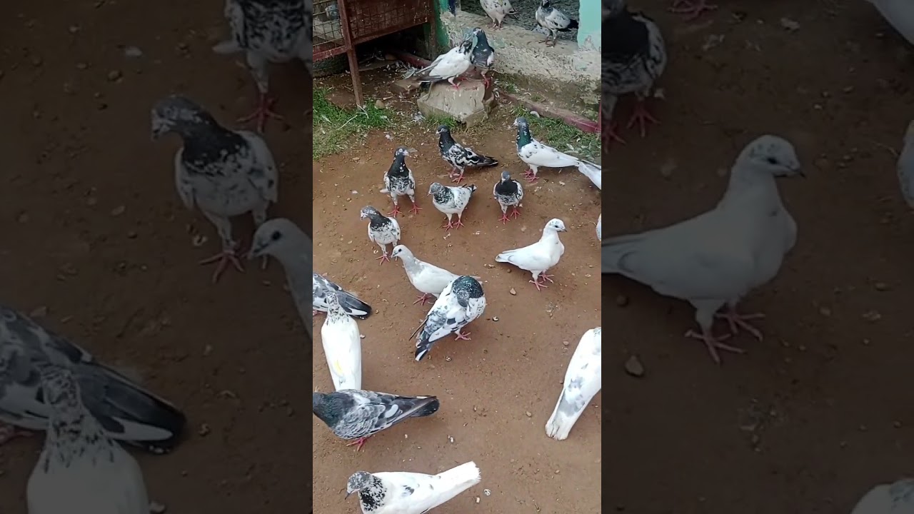kabutar shonke #jammu#india #kabootar #pigeon #shonke #pigeon#love #🕊️🕊️🕊️🕊️🕊️🕊️🕊️🕊️🕊️🕊️#🇮🇳🇮🇳🇮🇳🇮🇳.