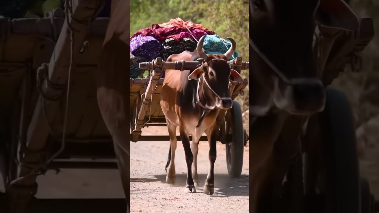 Peaceful Life of a Zebu Cow #Zebu #Nature #FarmLife #AnimalLover #Peaceful
