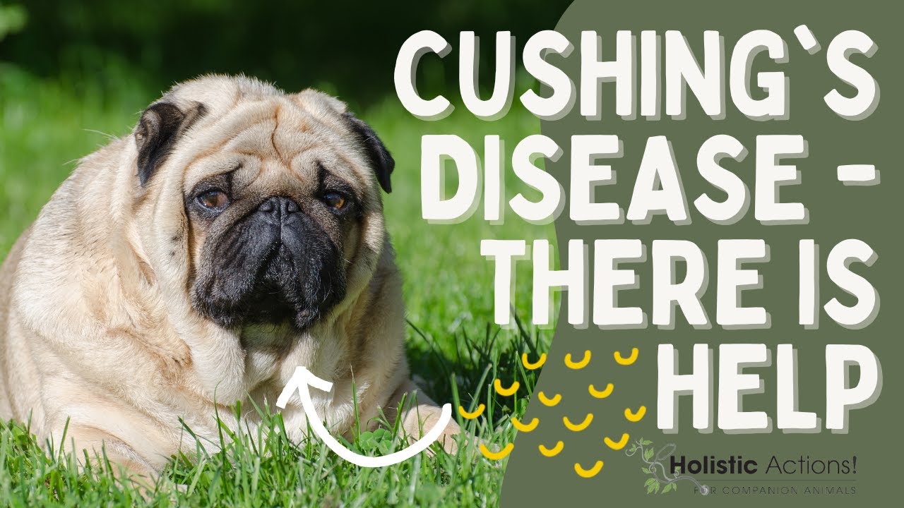 How to Treat Cushing's Disease in Pets | Dr. Marnin Forman | Holistic Actions!