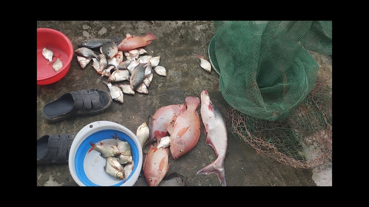 câu cá sông nhiều cá con và cái kết