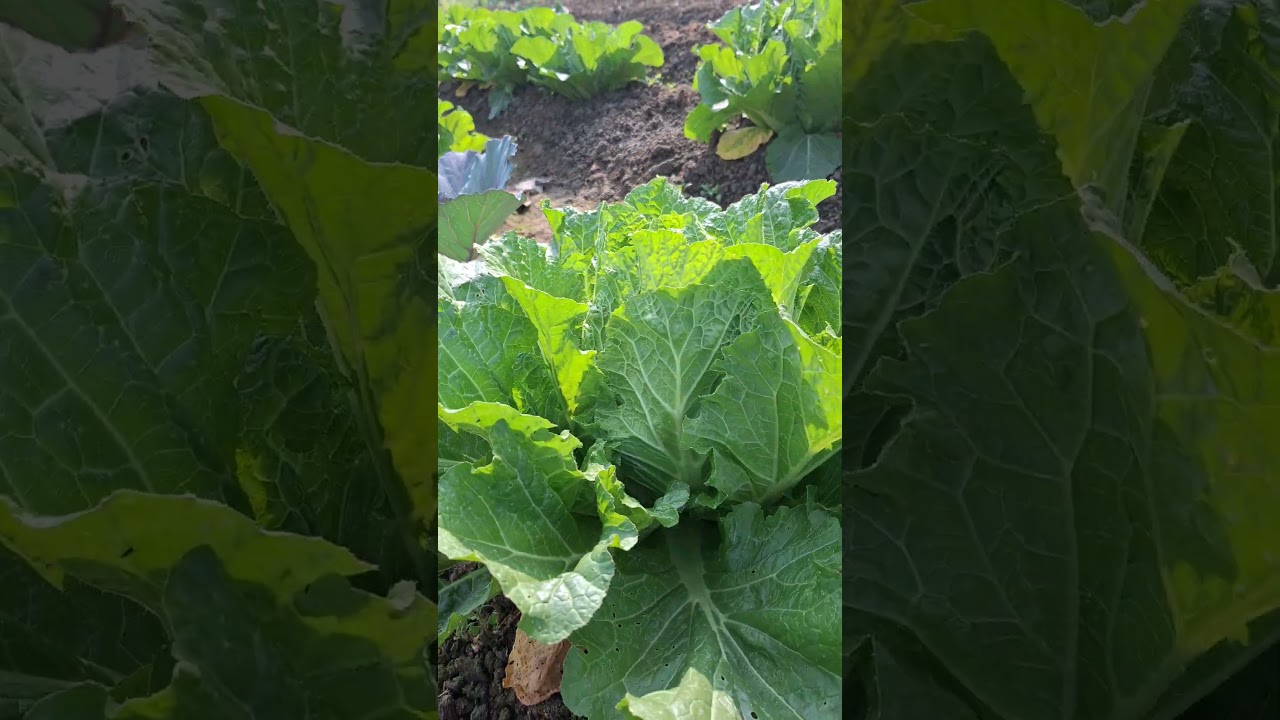 chinese cabbage 