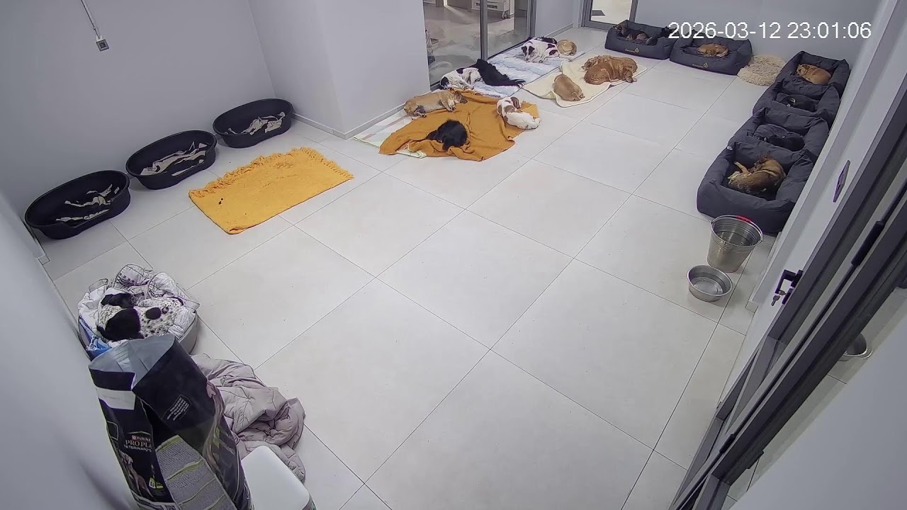 Live streaming from the shelter every night at   21 : 00  !