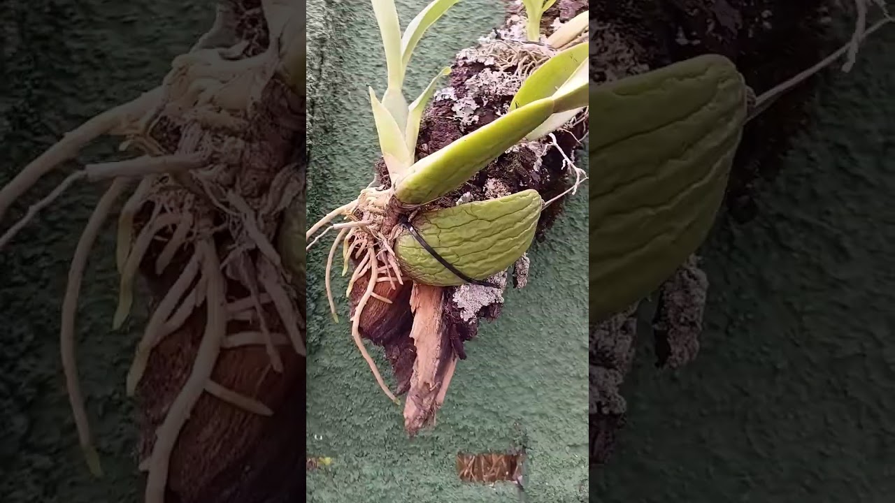 Como replantar e cuidar de orquídeas e bromélias 
