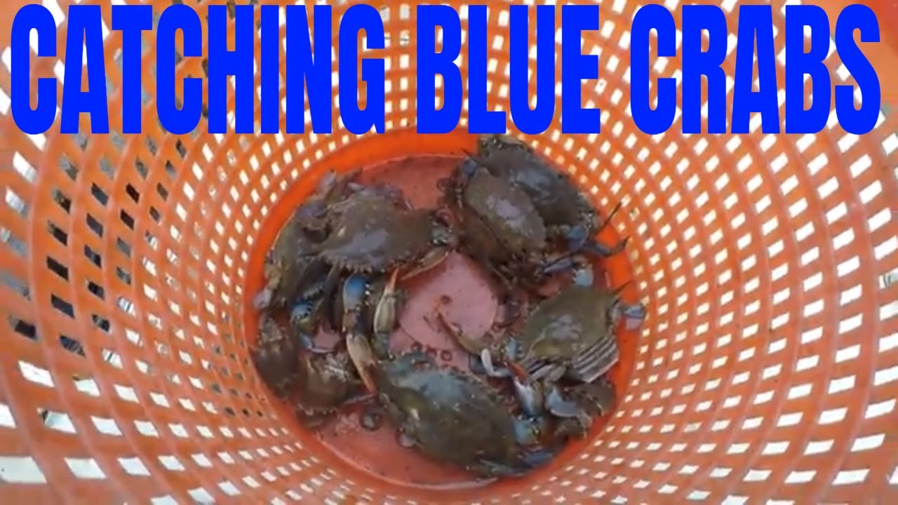 HOW TO SET AND RUN BLUE CRAB TRAPS