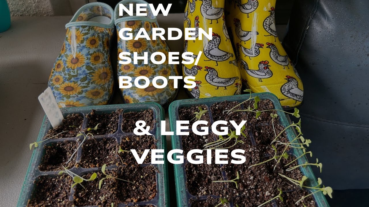 Wow!! Look at my leggy fall veggies & new garden shoes and boots and a mini harvest 