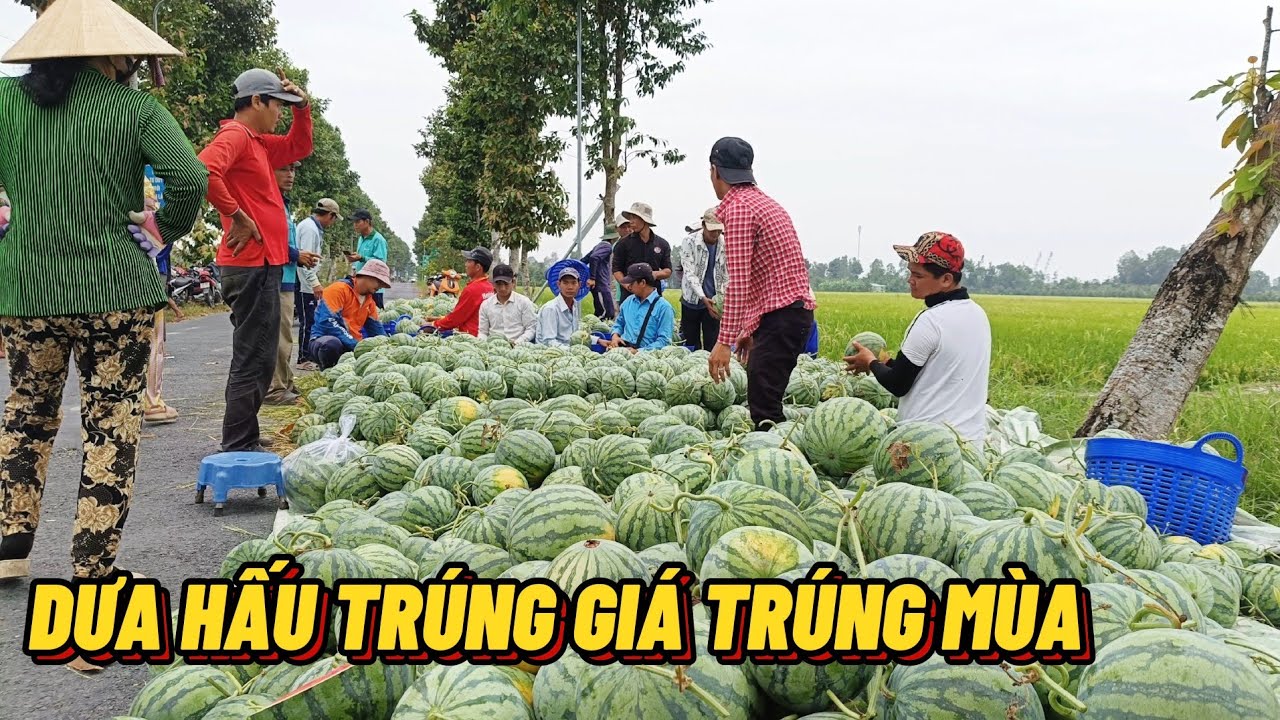 Trực Tiếp Thủ Hoạch Dưa Hấu Tết Trúng Mùa Trúng Giá - Không Ngờ Có Thầy Lang Chữa Bệnh#Trung Tình TV