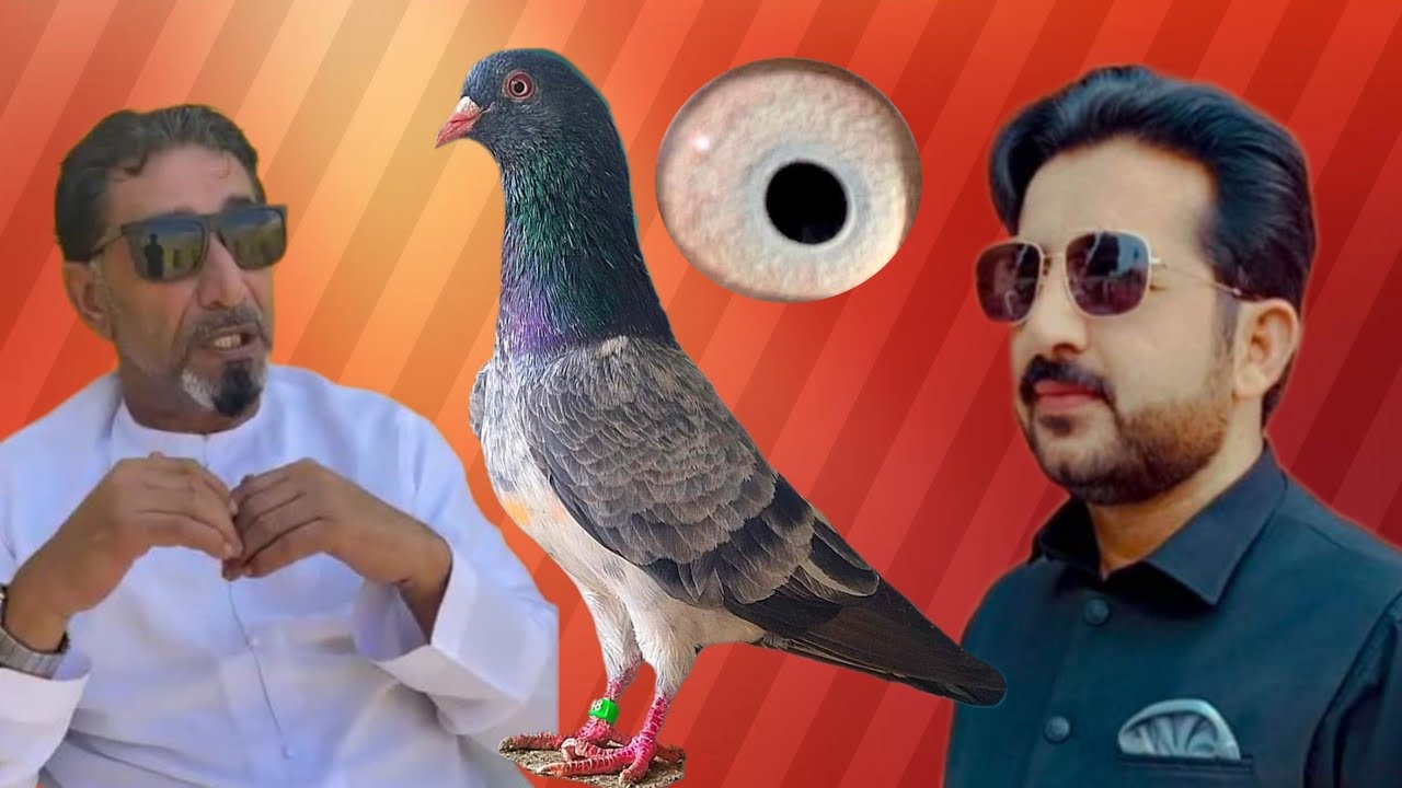 ustad Ahmed Qambar of UAE ki chat se pigeons