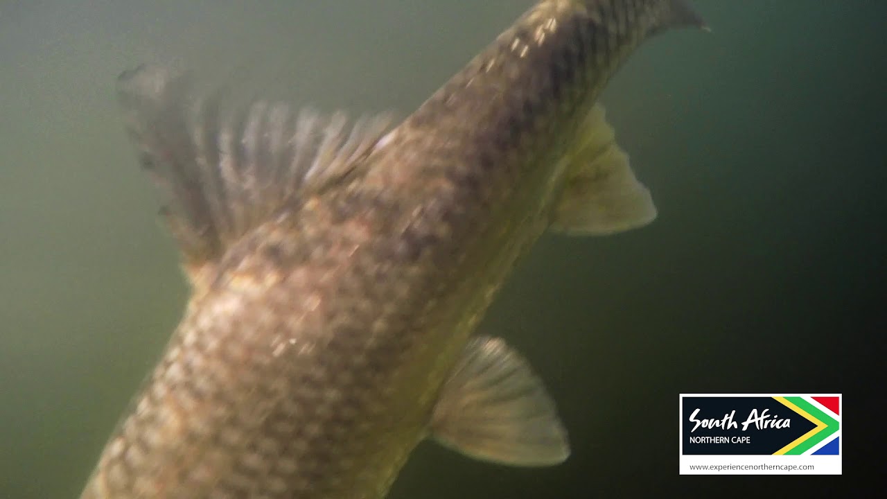 Northern Cape Fishing Video