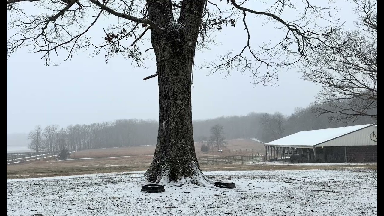 Relax As The Snow Starts In The Horse Field