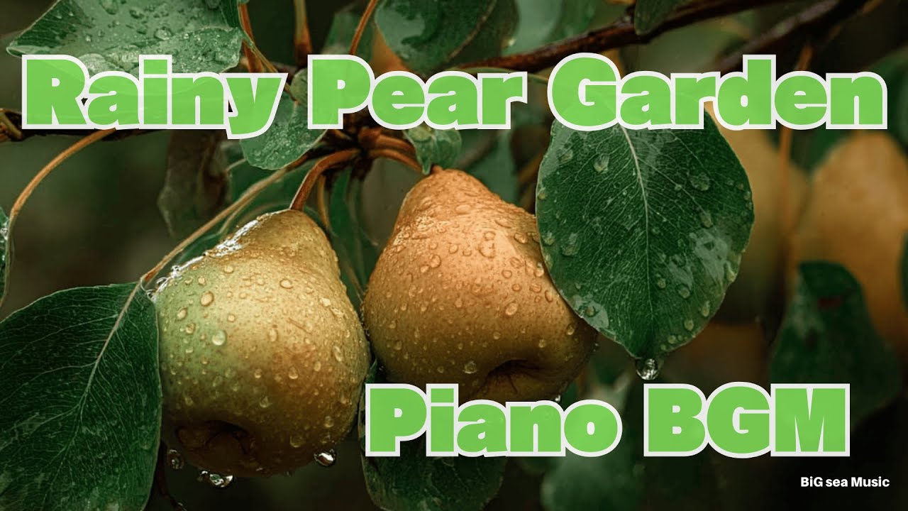 【洋梨】Rainy Pear Garden with Relaxing Piano BGM