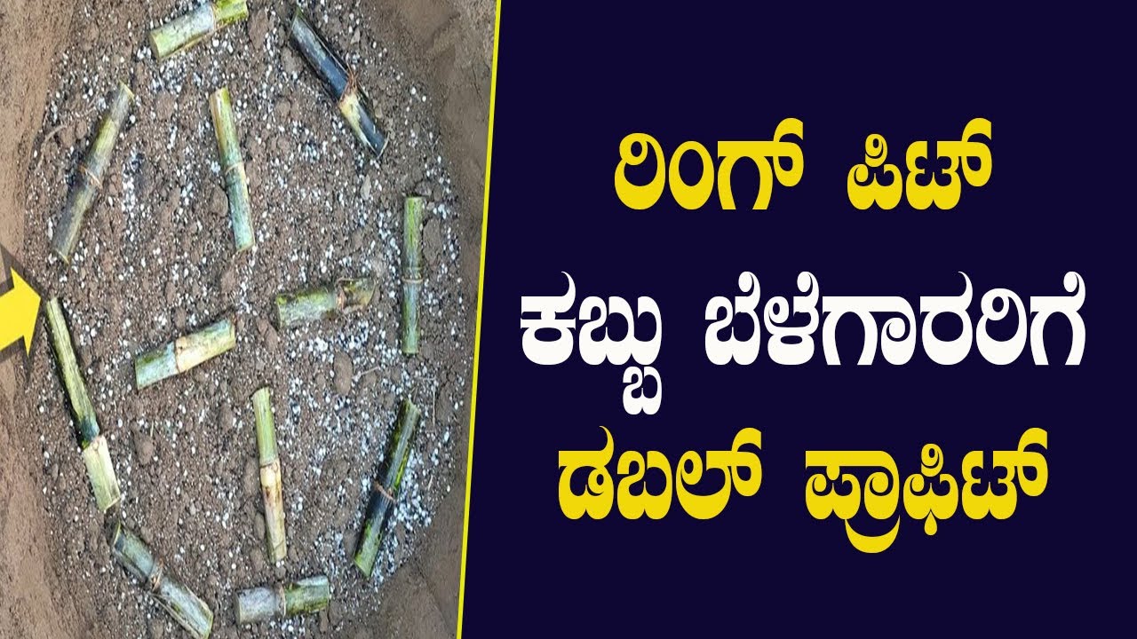 ರಿಂಗ್ ಪಿಟ್ ನಿಂದ ಕಬ್ಬಿನ ಇಳುವರಿ 4 ಪಟ್ಟು ಹೆಚ್ಚು? Ring pit method in sugarcane, multiple profits