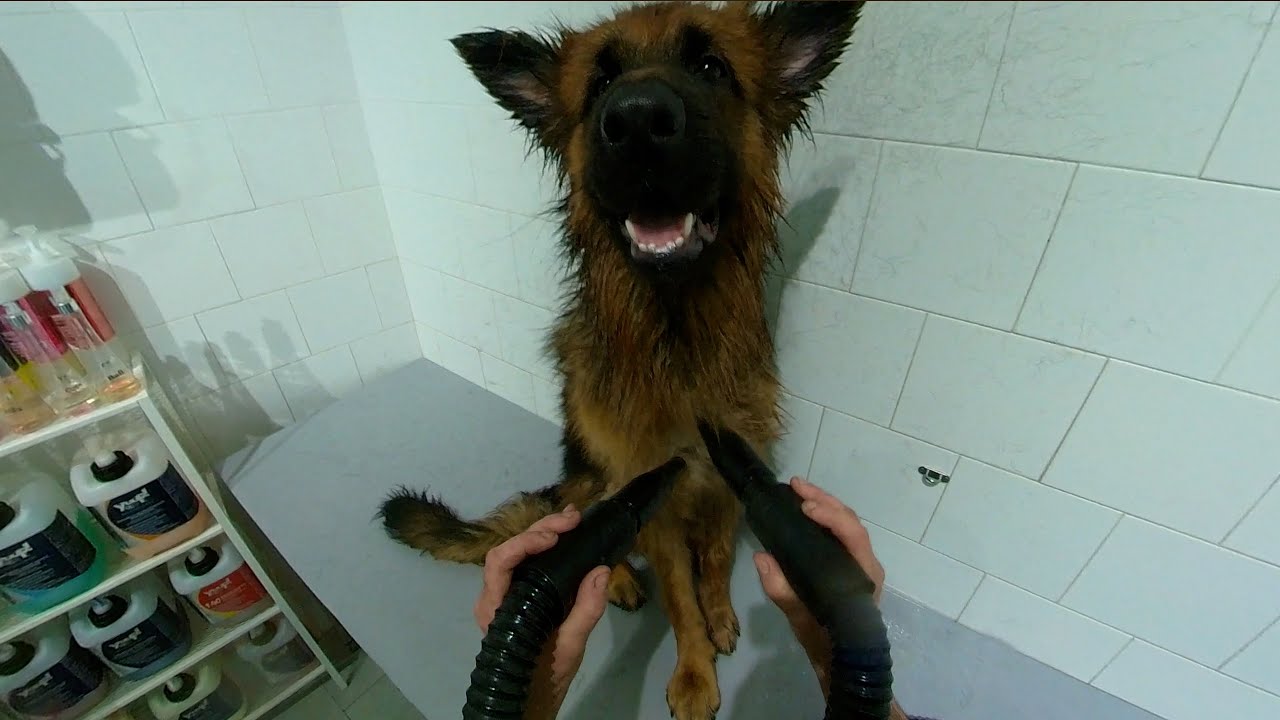 German Shepherd Grooming ASMR | Bath & Drying Session POV | #PETHUB #dog #asmr #grooming #love
