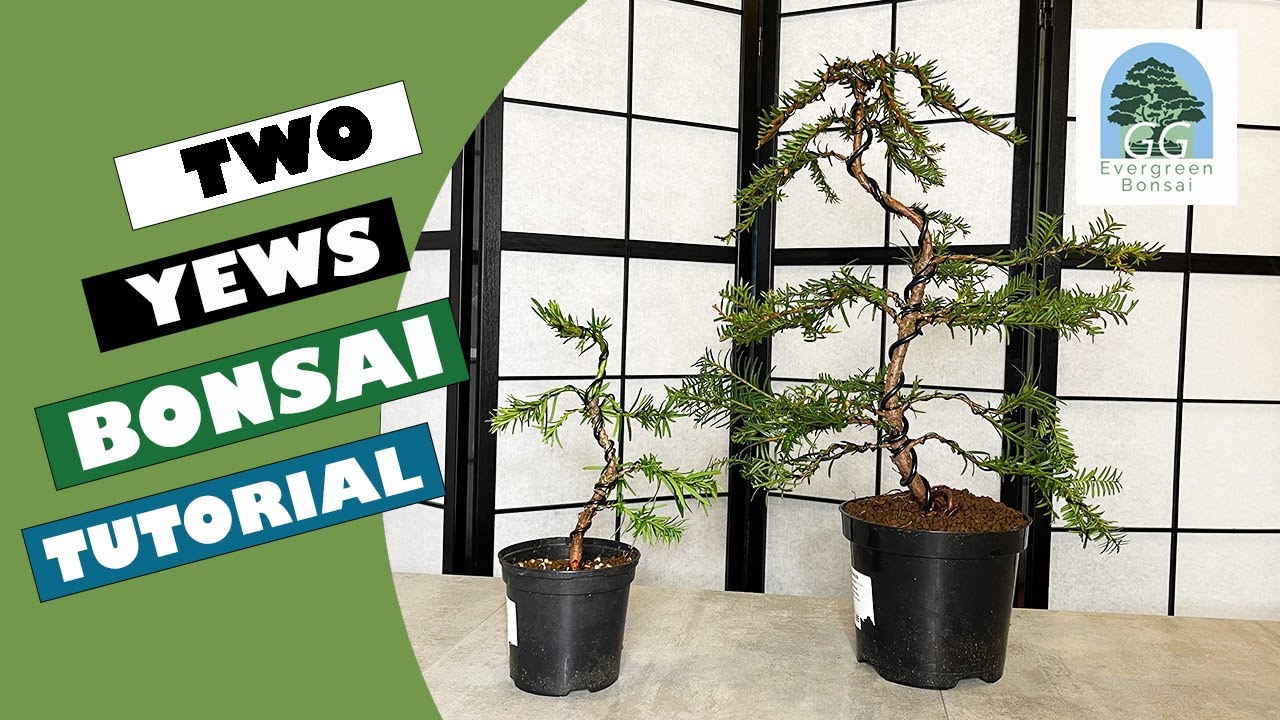 Two Yew Bonsai Tutorial
