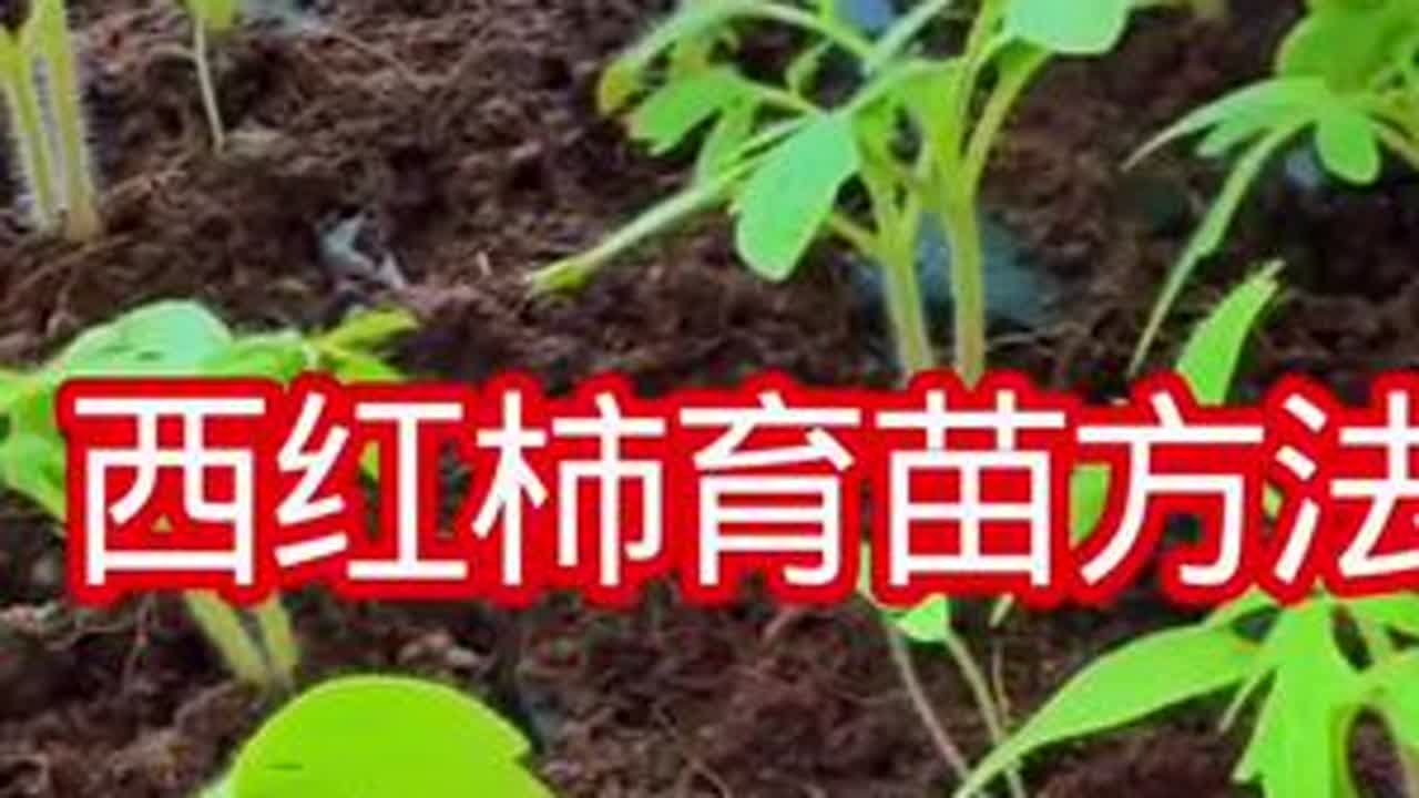 西红柿育苗方法以及各地区移栽最佳时间