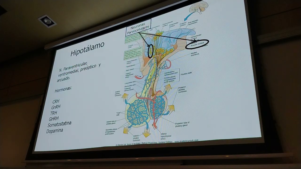 Fisiología 2 