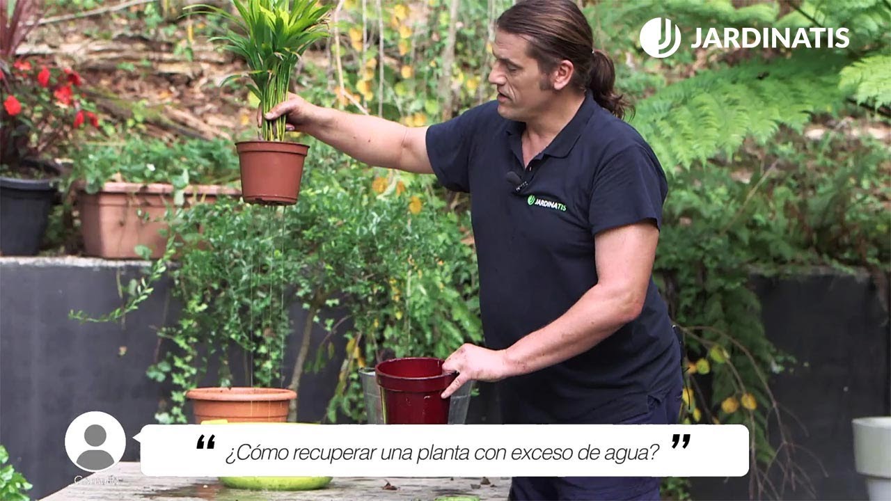 &iquest;C&oacute;mo recuperar una PLANTA con EXCESO de AGUA? 💧🌼 Jardinatis