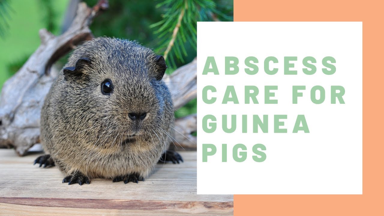 Abscess Treatment for Guinea Pigs - Guinea Pig Center