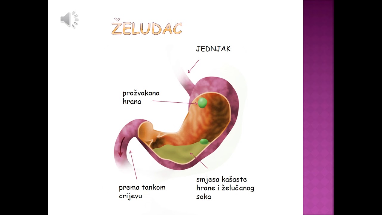Čudesno ljudsko tijelo - sustav organa za probavu
