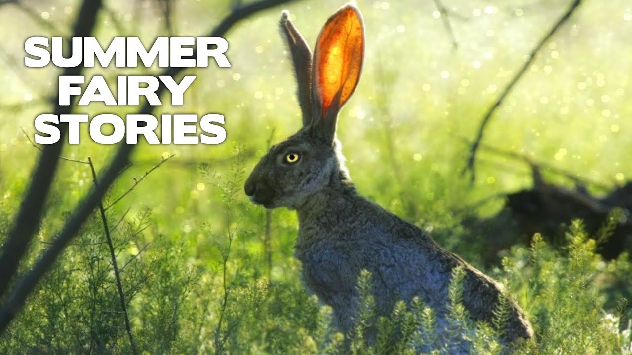 Summer Fairy Horror Stories - Five True Fairy Encounters