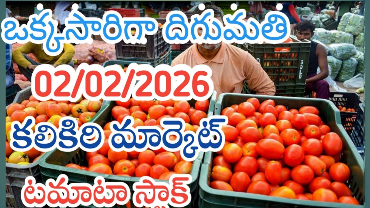ఒకసారి కలికిరి మార్కెట్ టమోటా దిగుమతి /02/02/26/Today Tomato market kalikiri price in rate #tomato 