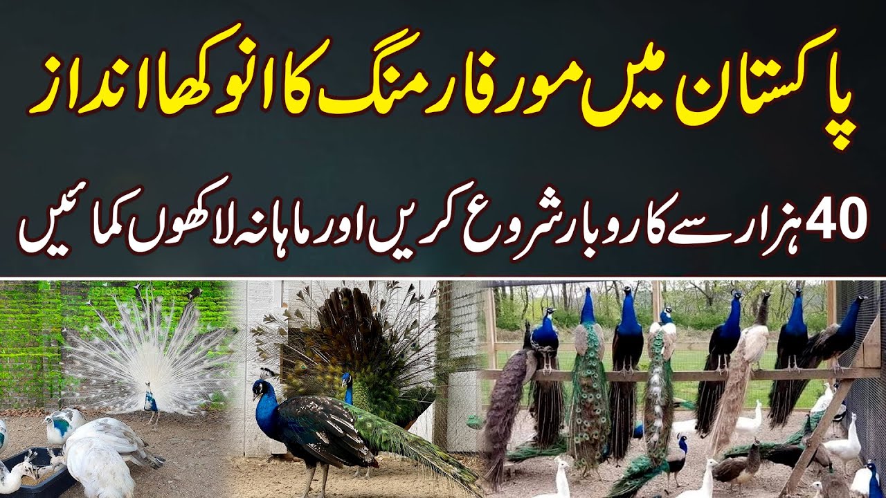 Peacock Farming Business Kitna Profitable Hai? | Peacock Farming in Pakistan | News Alert