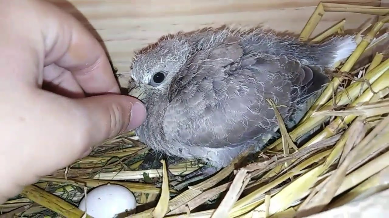 L'ÉVOLUTION D'UN TOURTEREAU DE TOURTERELLES RIEUSES DU #1 JOUR AU #1 MOIS (et demi) !!!! 😉😁❤️|#167