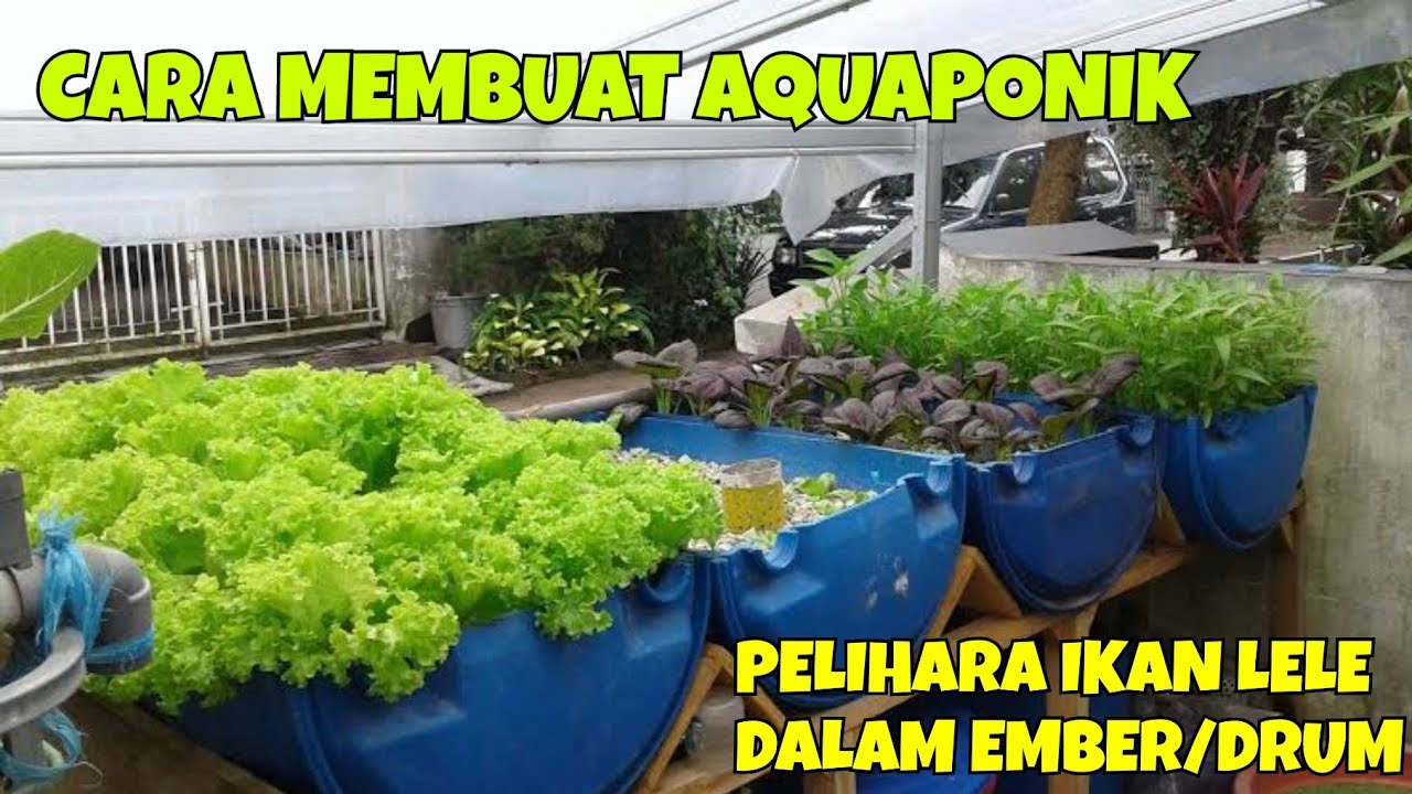 CARA MEMBUAT AQUAPONIK, PELIHARA IKAN LELE DALAM EMBER/DRUM DAN MENANAM KANGKUNG DI HALAMAN RUMAH