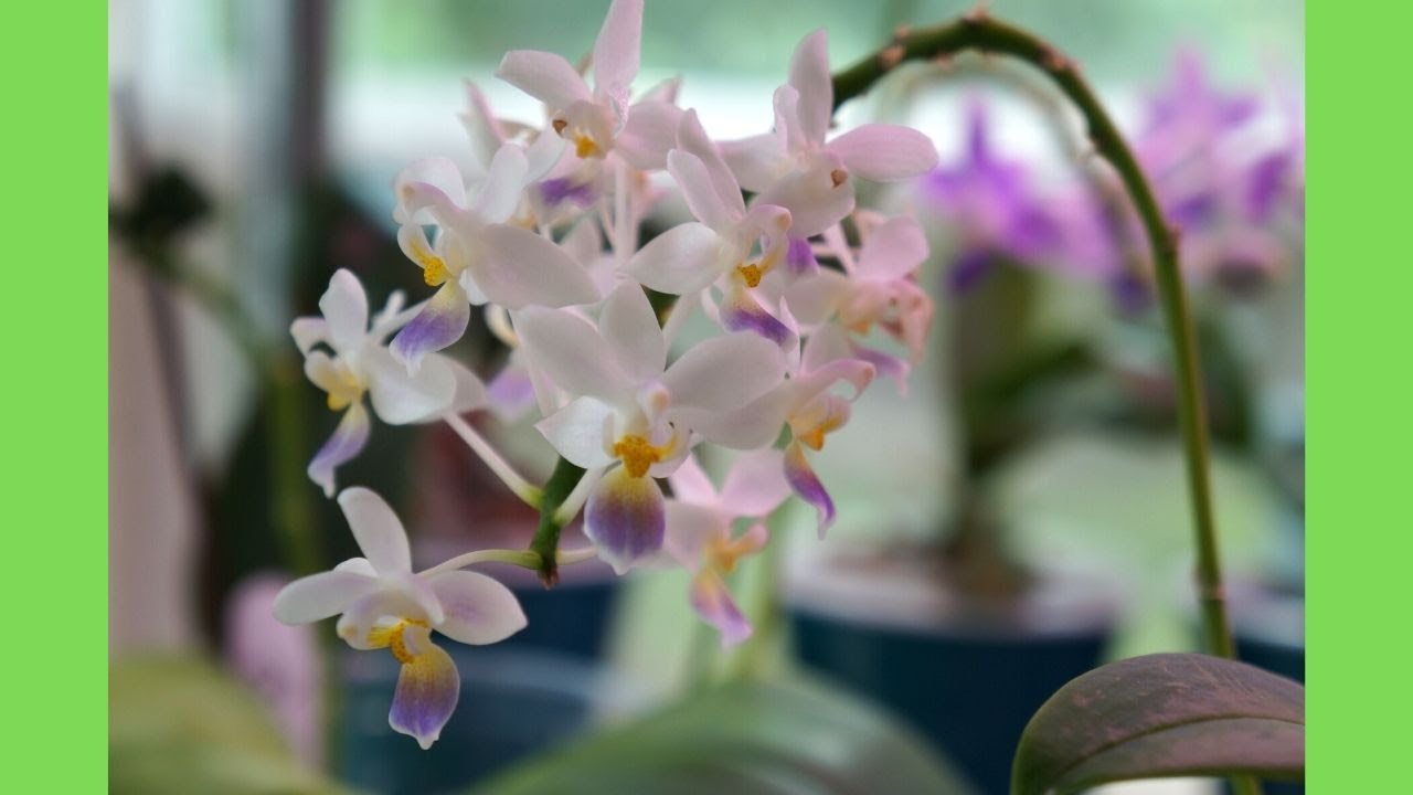 Orchid - Phal equestris (v. coerulea) Improves Greatly This Time | Orchid Care Tips