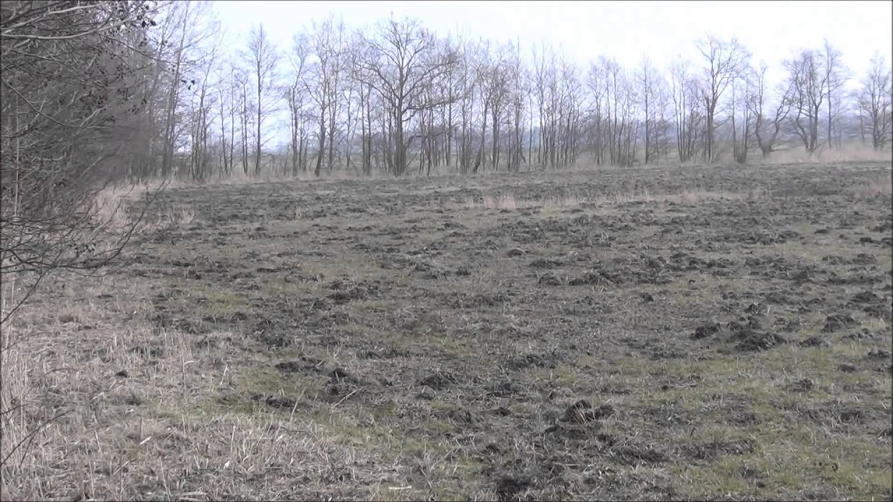 Sauen, Wildschaden der anderen Dimension. Wild boar damage on the field