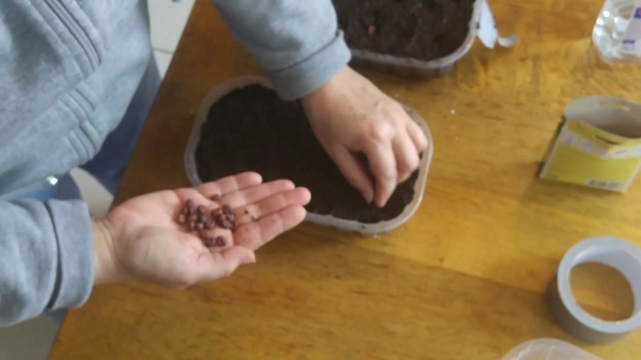 Kapucijners binnen zaaien