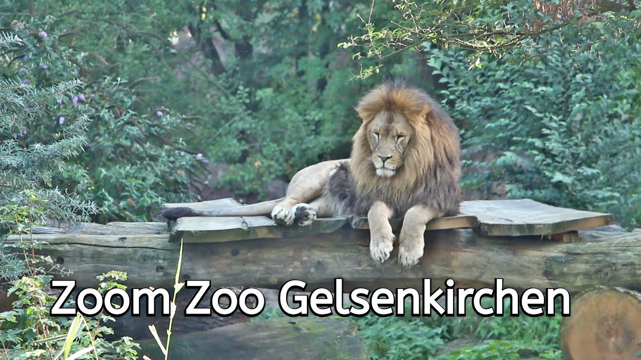 Zoom Zoo Erlebniswelt // Gelsenkirchen // Afrika