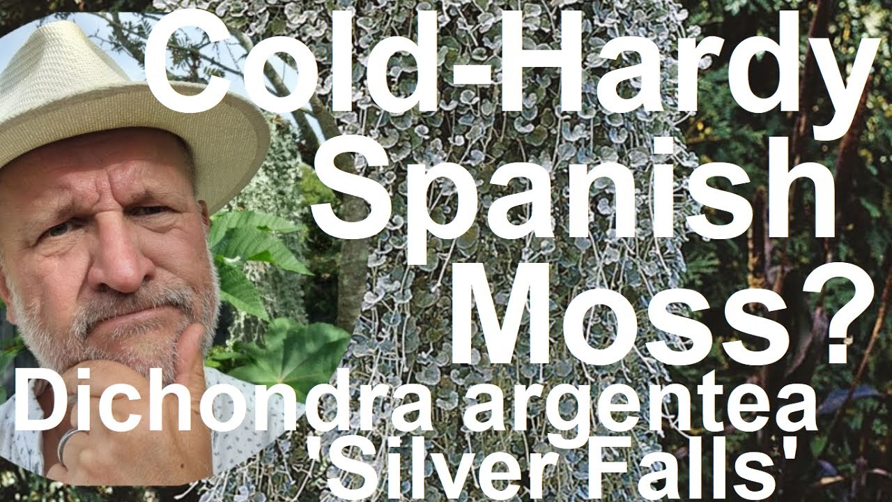 Cold Hardy Spanish Moss? Try growing Dichondra argentea 'Silver Falls'