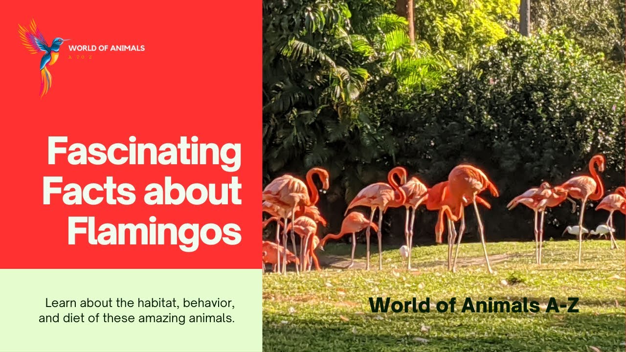 World of Animals - F like Flamingo