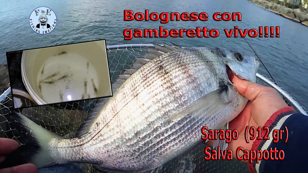 Bolognese dalla scogliera con Gamberetto vivo... Big Sarago salva cappotto