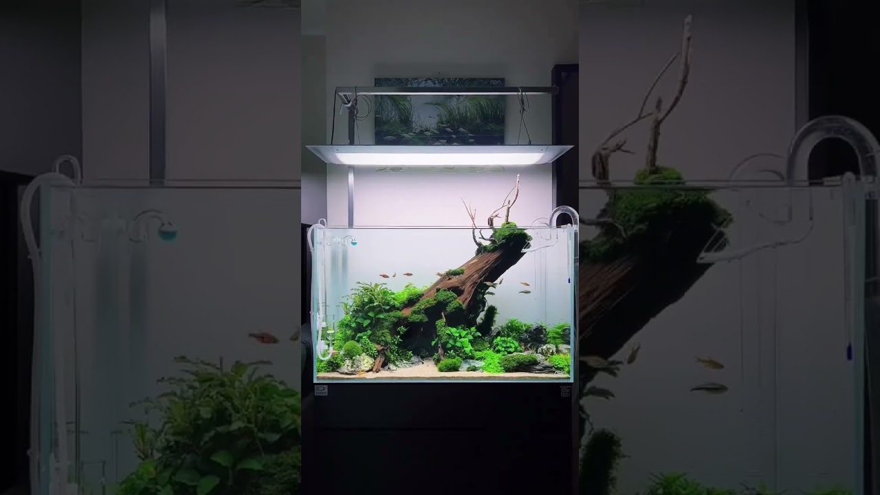 Ada Cube Garden 60p