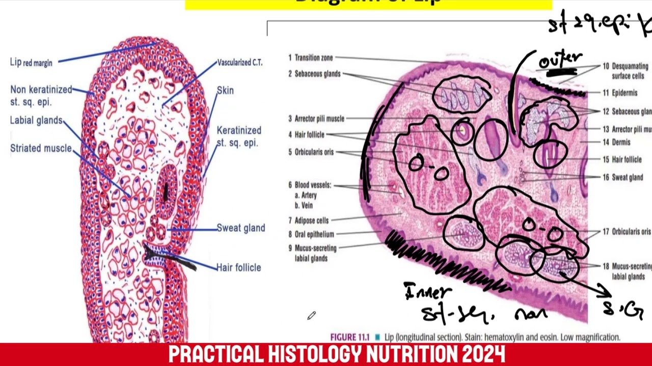 Practical Lecture 2024 | Nutrition & GIT Module | Systemic Histology