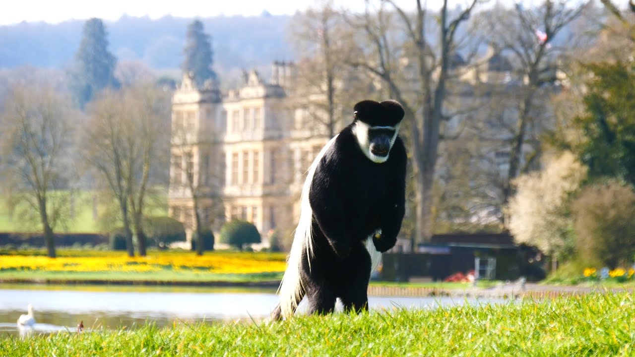 Turner's Tales: Colobus Monkeys