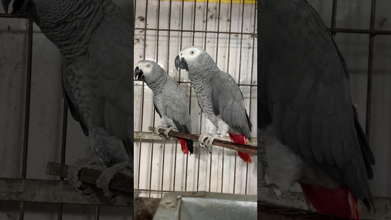 #pet #birds #greyparrot #hasanraj afrian grey parrot bonding pair