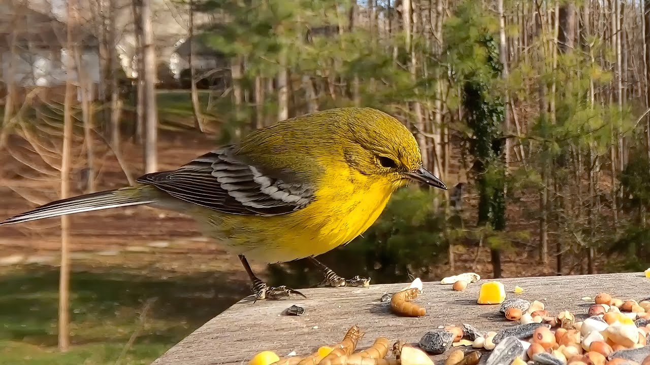 Pine Warbler! Is this one female or male?