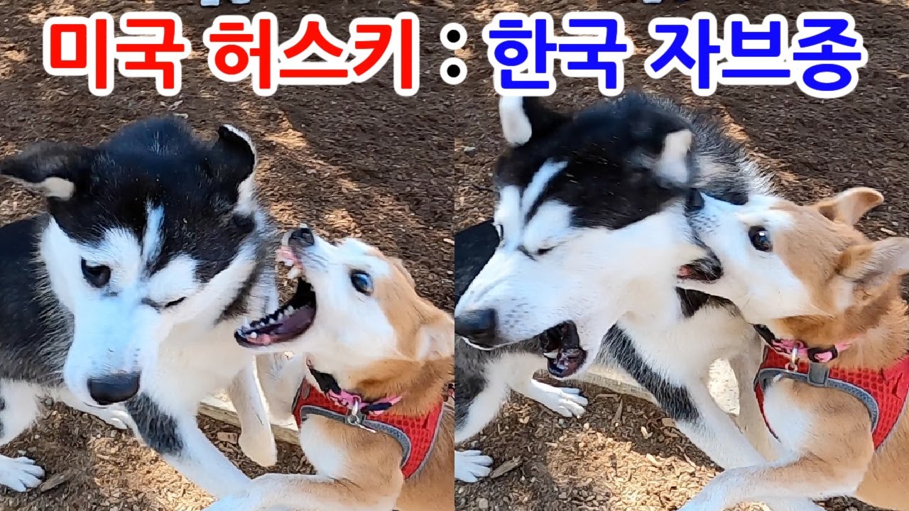 🇺🇸미국 허스키 대 🇰🇷한국 시고르자브종 (부제: 미니의 두얼굴)