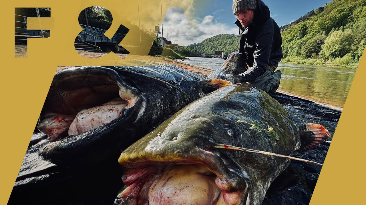 💥 Waller bei HOCHWASSER | Andi´s angeln auf Wels 💥 REGEN STURM HAGEL BOOOOOM FISCH X 2 🎣