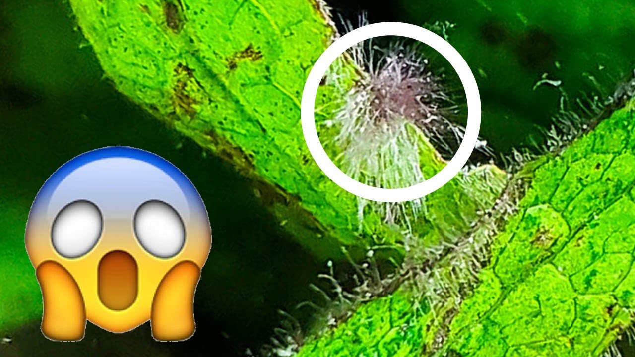 How to Fight Black Beard Algae – 5 Easy Ways